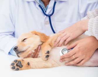 rendez-vous avec le docteur A.D.K. Clinique Vétérinaire SA