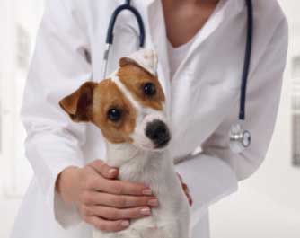 Prise de rendez-vous vétérinaire DIERENARTSENPRAKTIJK KLEIDAL
